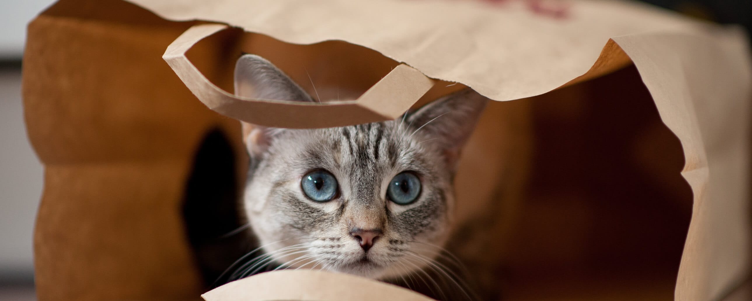 Cat Temperament Banner