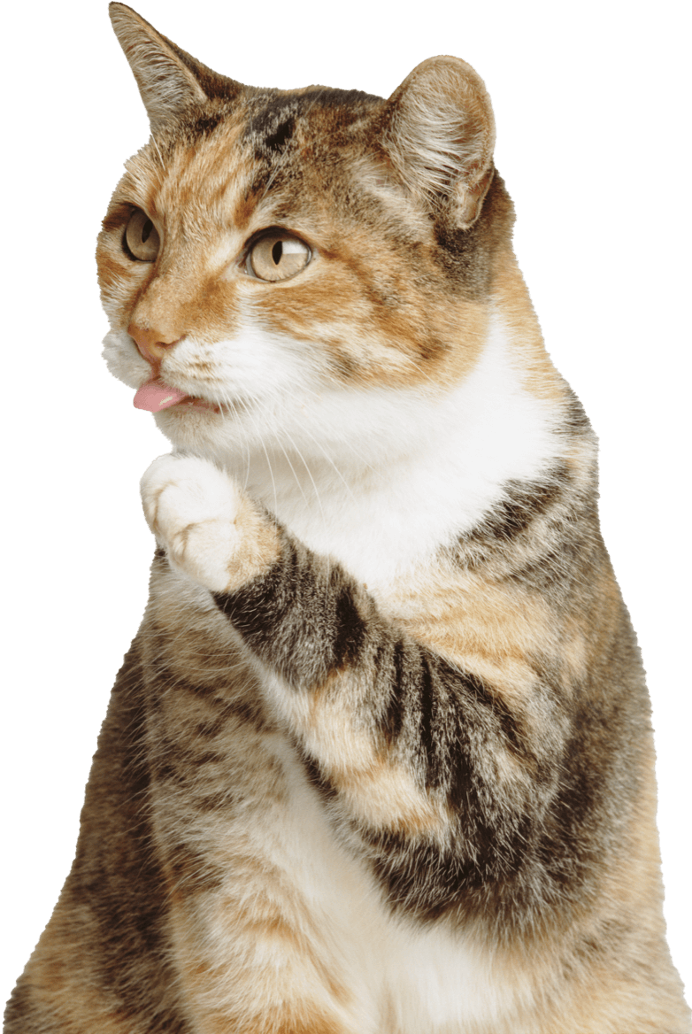 img2